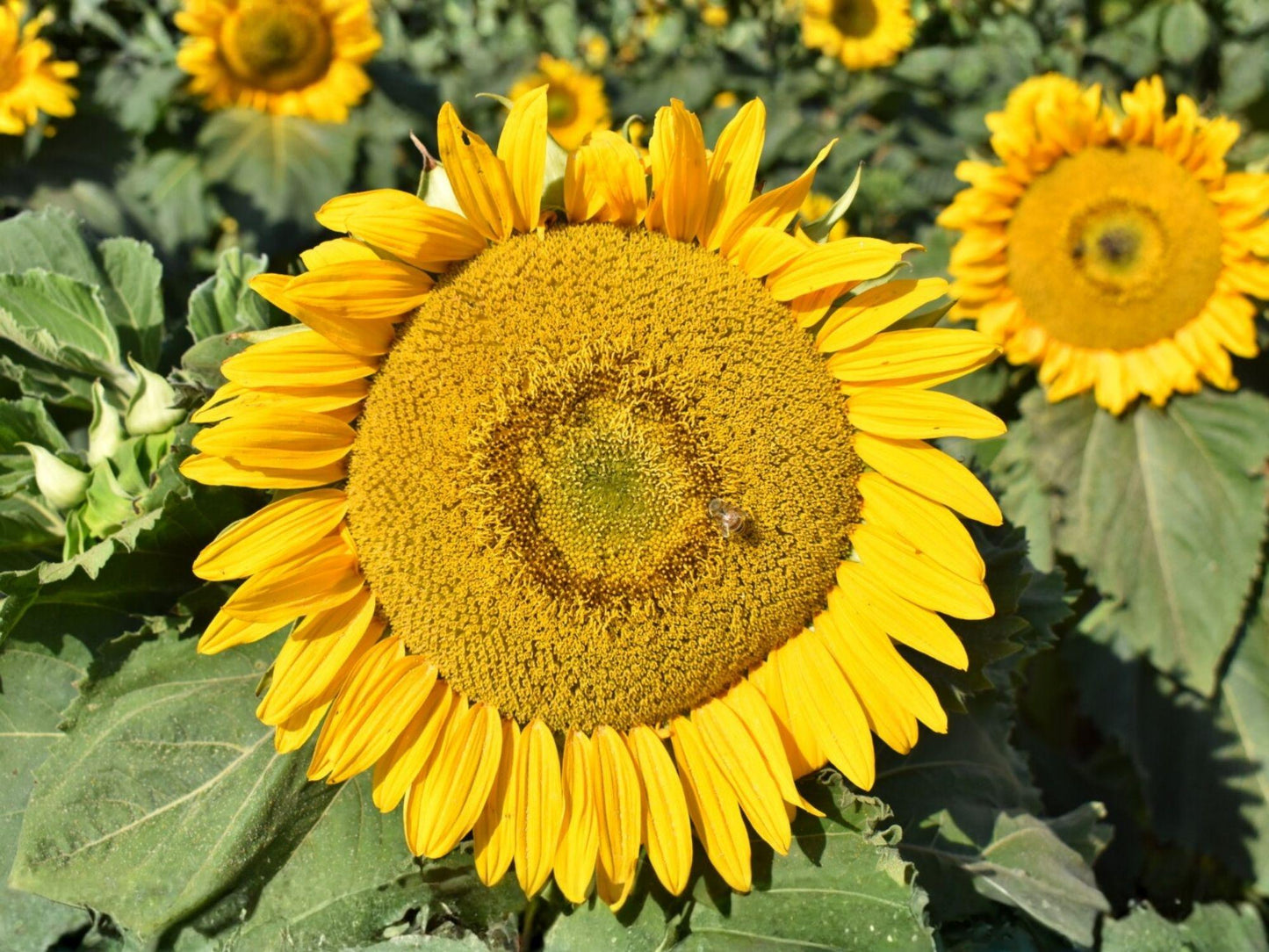 Sunspot Dwarf Sunflower Seeds – Bright Yellow Blooms, Container Friendly, Fast-Growing Annual, Helianthus annuus