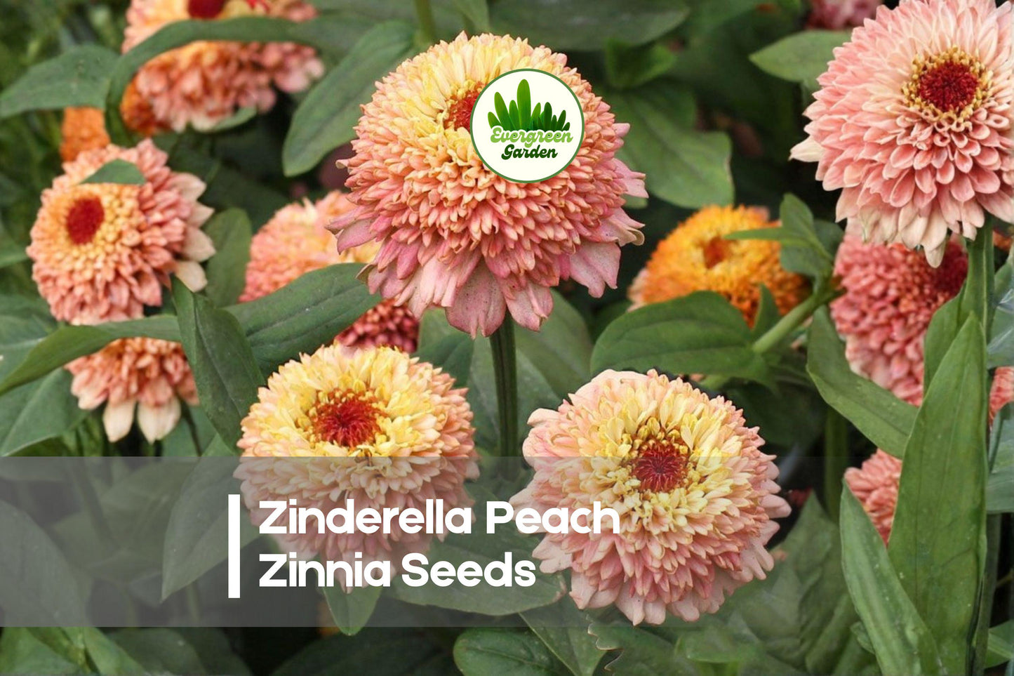 Zinnia Seeds 100+ Zinderella Peach Frilly Blooms for Borders, Cut Flowers, Summer Garden Zinnia elegans