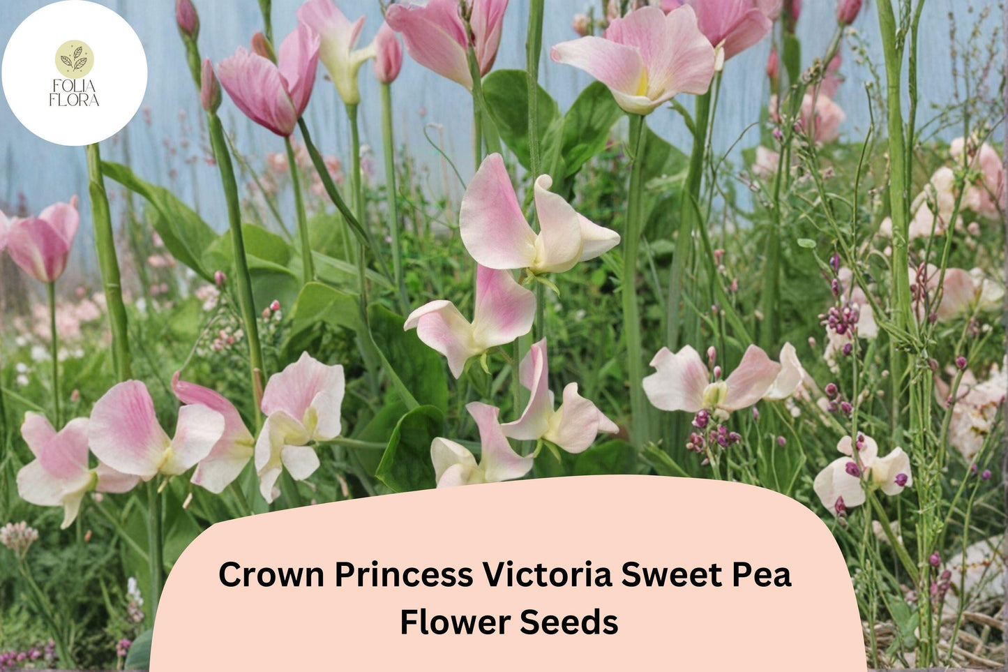 Crown Princess Victoria Sweet Pea Seeds | Soft Pink Climbing Vine | Lathyrus odoratus Garden Seeds (50+ Seeds)