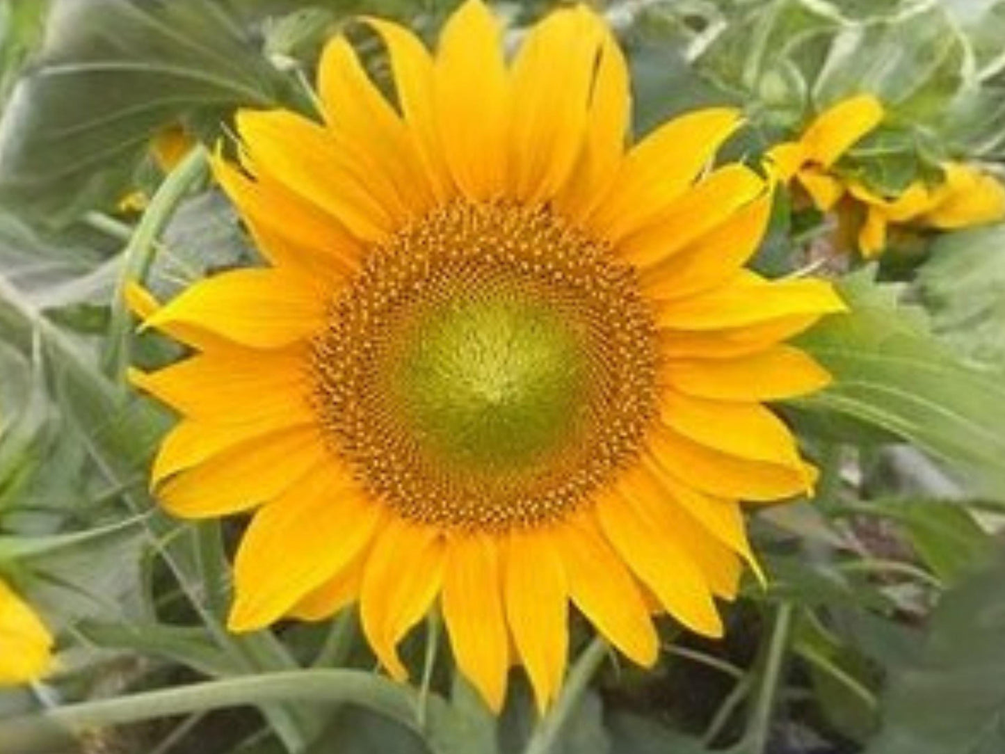 Sunspot Sunflower Seeds | Dwarf Helianthus annuus | Compact Bright Yellow Flower | 15 Seeds