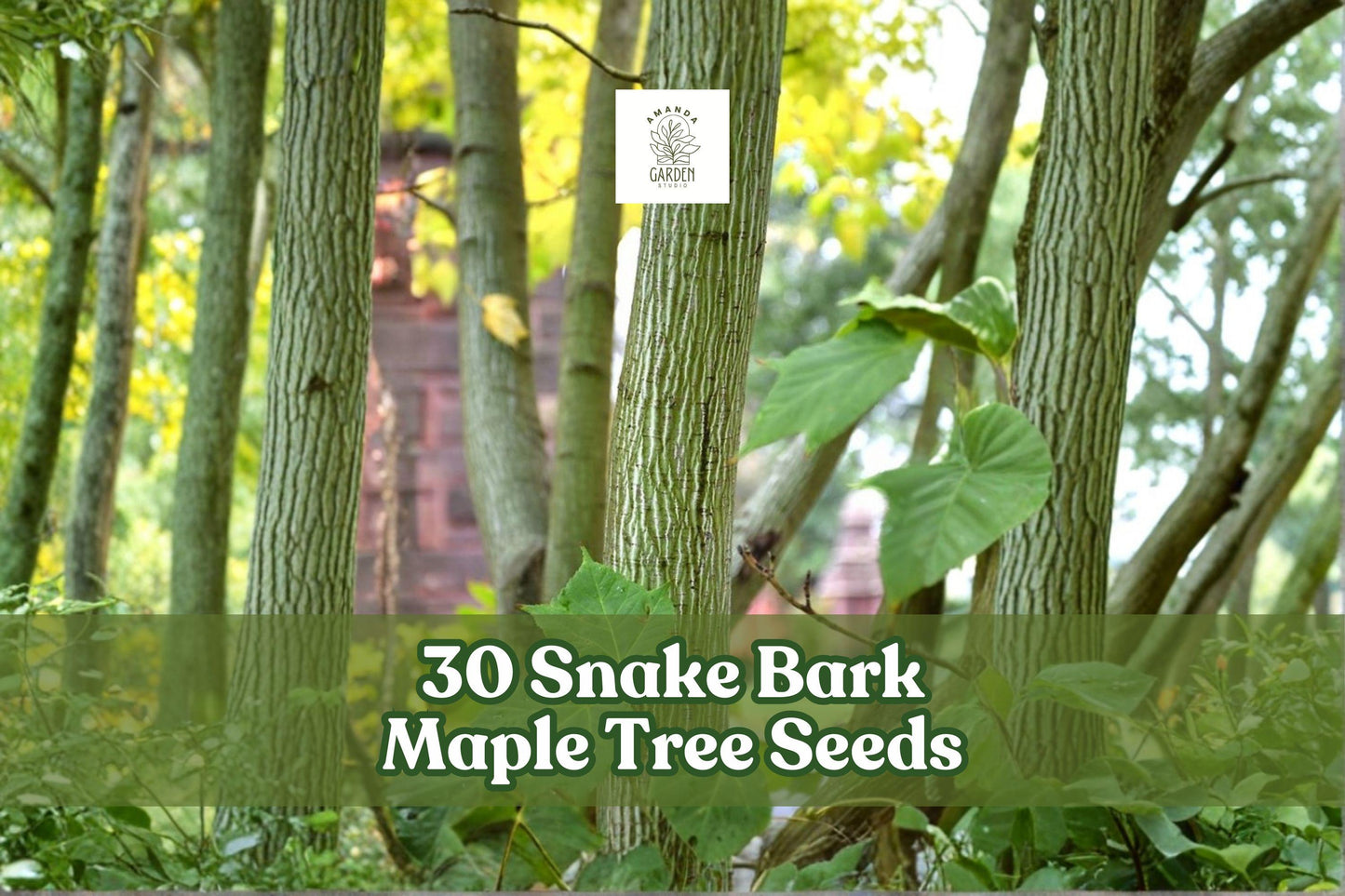 Snake Bark Maple Seeds, Acer capillipes, Ornamental Deciduous Tree, 30 Seeds for Garden & Landscape Planting