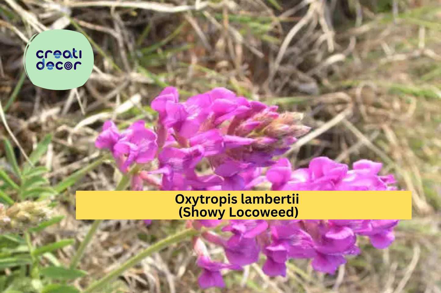Showy Locoweed Seeds – 25 Native Wildflower Seeds for Drought Tolerance & Pollinator Gardens | Oxytropis lambertii