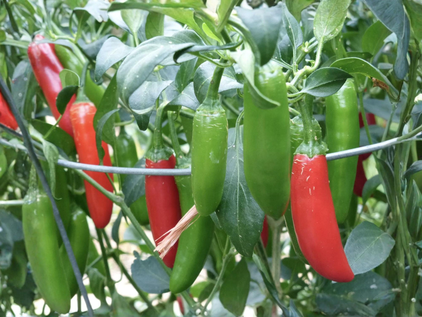 Serrano Tampiqueño Pepper Seeds – Hot Mexican Chili – Heirloom Vegetable – Spicy Garden – 25 Seeds
