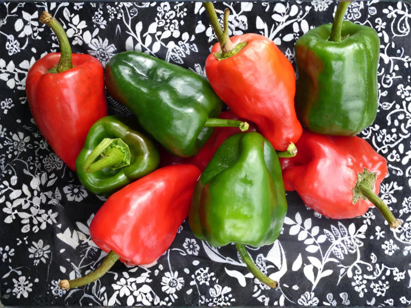 Ancho Poblano Chili Pepper Seeds – Mild Hot Vegetable Seeds for Mexican Cuisine – Heirloom Garden – 25 Seeds