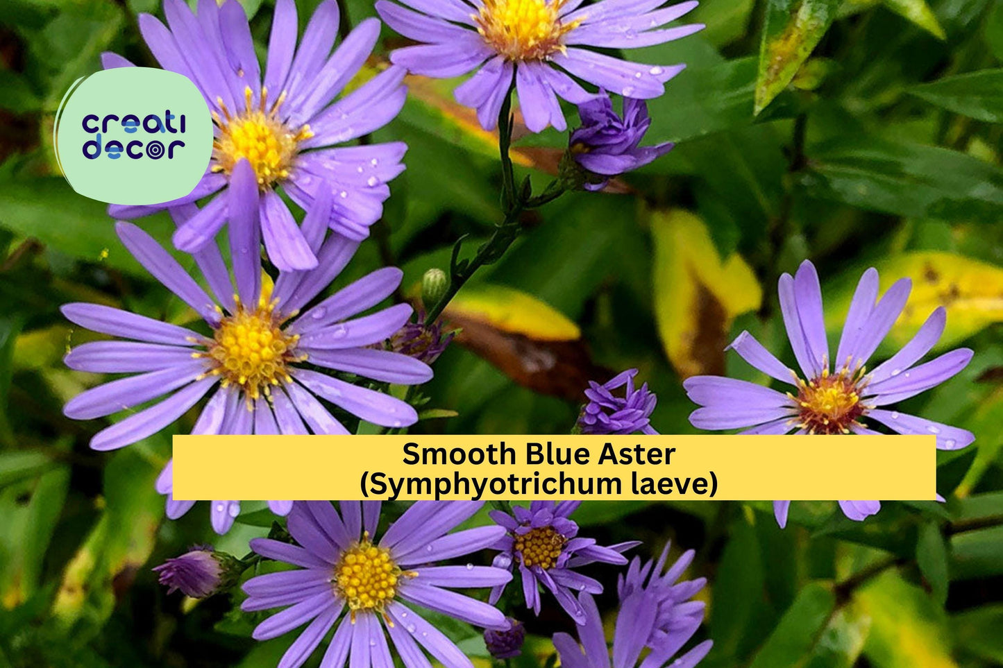 Smooth Blue Aster Seeds – 100 Non-GMO Native Perennial Seeds for Pollinator Gardens & Wildflower Meadows