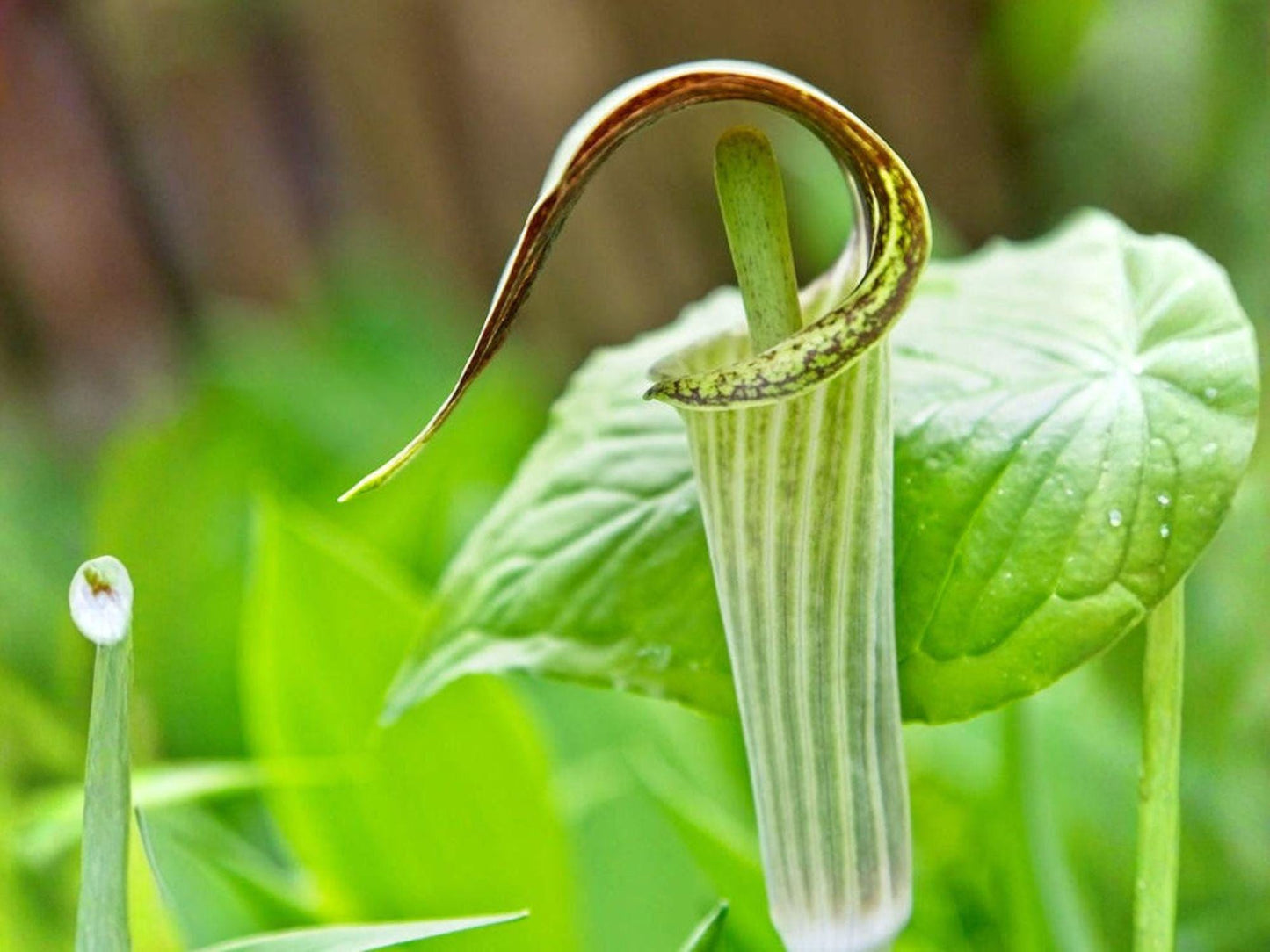 Arisaema triphyllum Seeds | Jack-in-the-Pulpit Native Wildflower | Shade Garden Perennial | 5 Fresh Seeds
