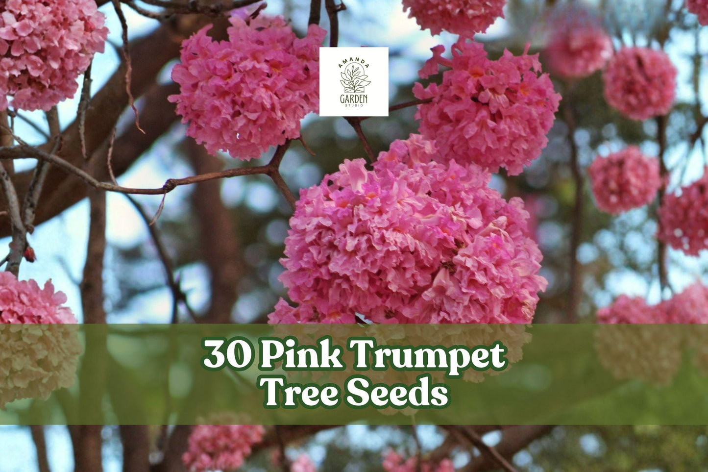 30 Pink Trumpet Tree Seeds for Ornamental Flowering Tree - Tabebuia rosea, Pink to Purple Flowers