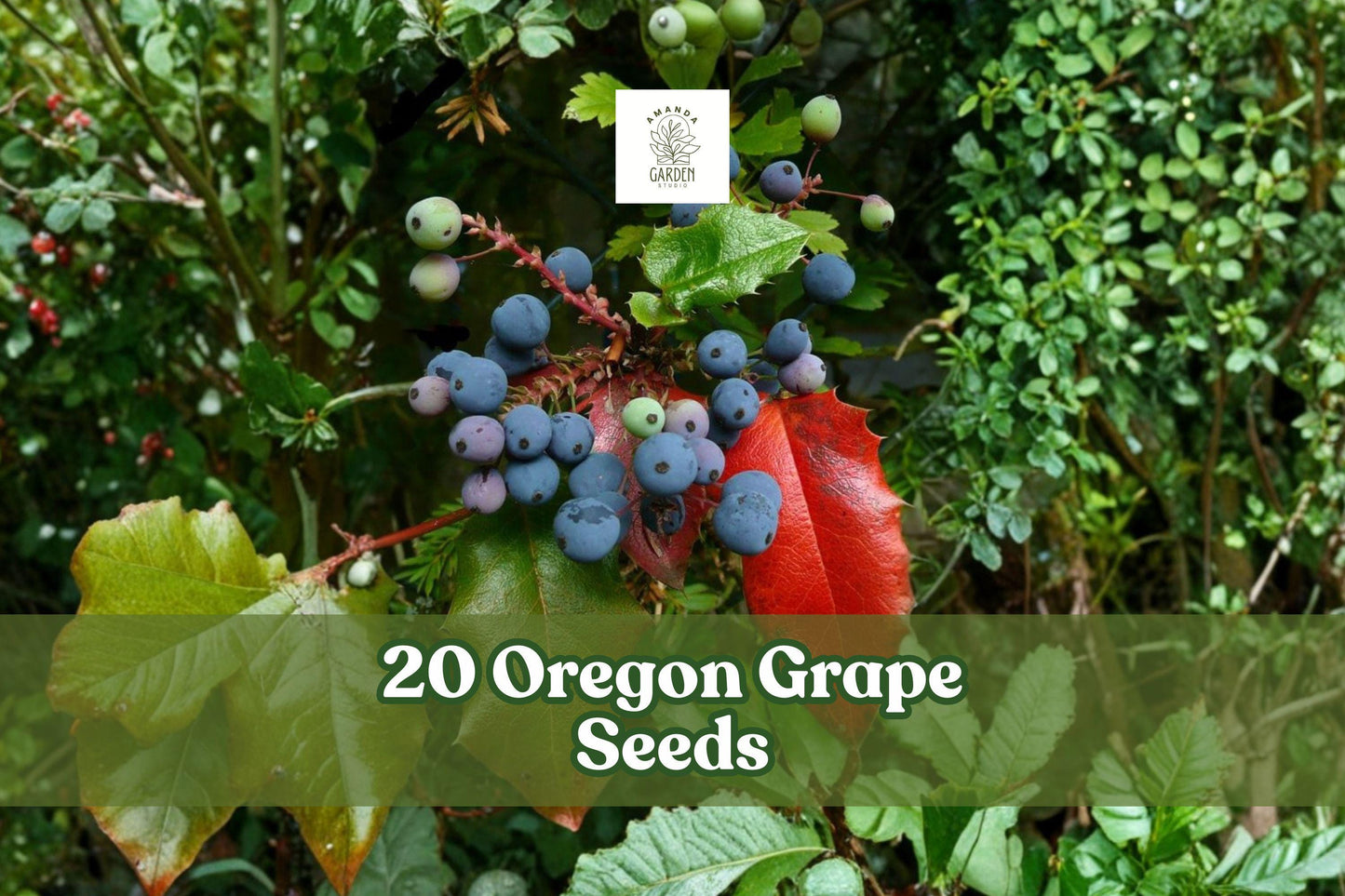 Oregon Grape Seeds 20 Mahonia aquifolium Ornamental Evergreen Shrub with Yellow Flowers and Decorative Fruit