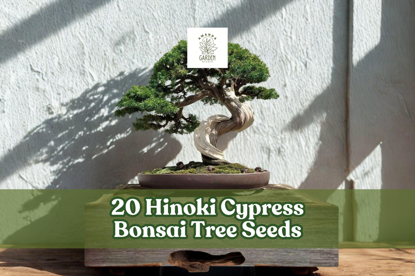 20 Hinoki Cypress Bonsai Tree Seeds - Evergreen Conifer, Chamaecyparis obtusa, for Planting & Bonsai Cultivation