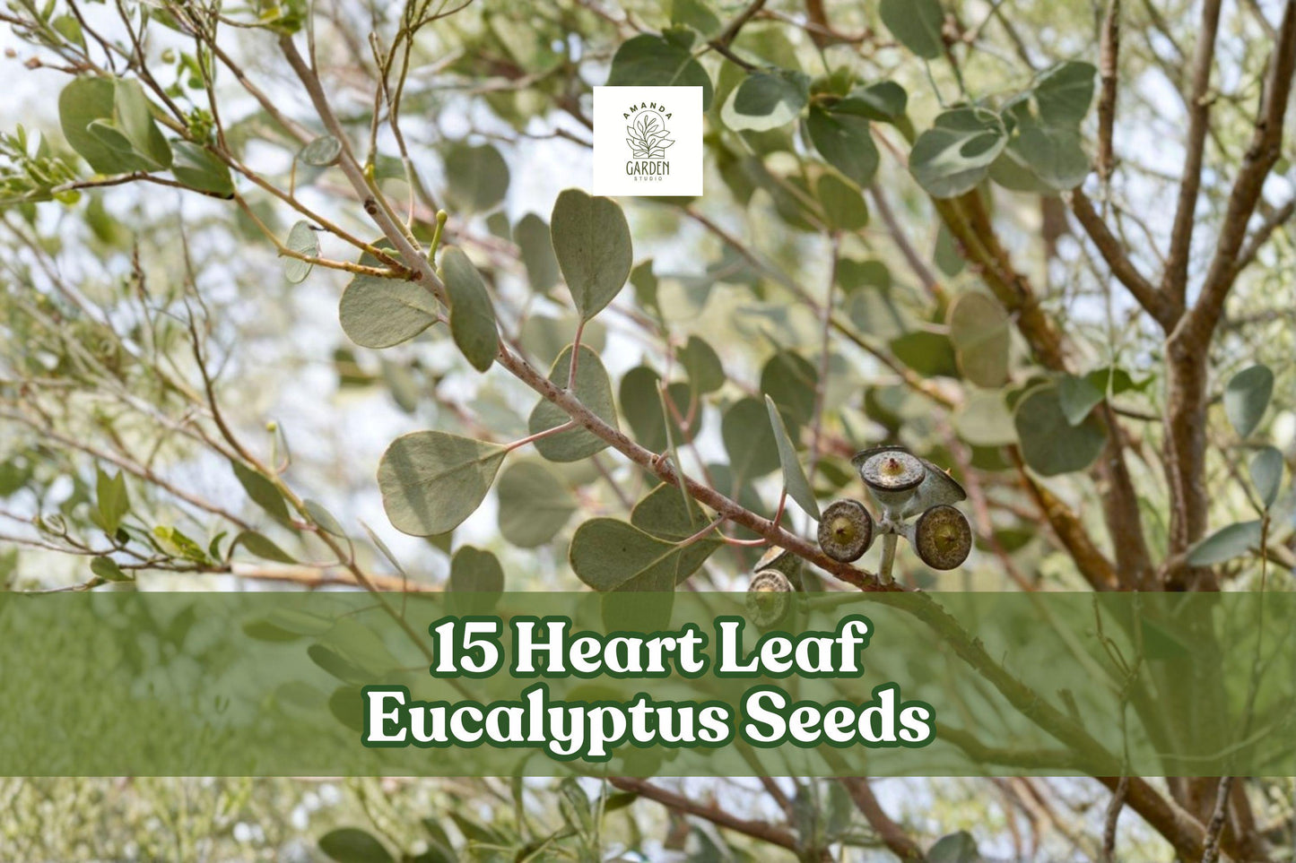 Heart Leaf Eucalyptus Seeds - Eucalyptus websteriana for Ornamental Landscaping and Foliage Planting