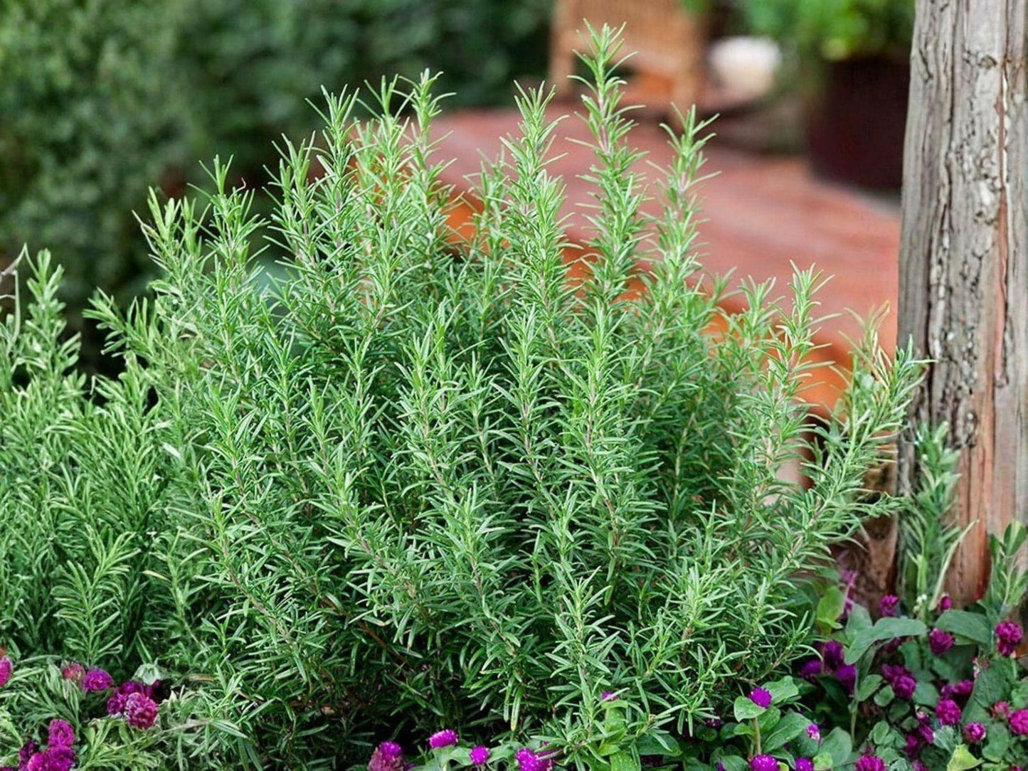 Rosemary Herb Seeds - Aromatic Culinary Perennial - 50 Seeds for Cooking & Herb Gardens - Rosmarinus officinalis