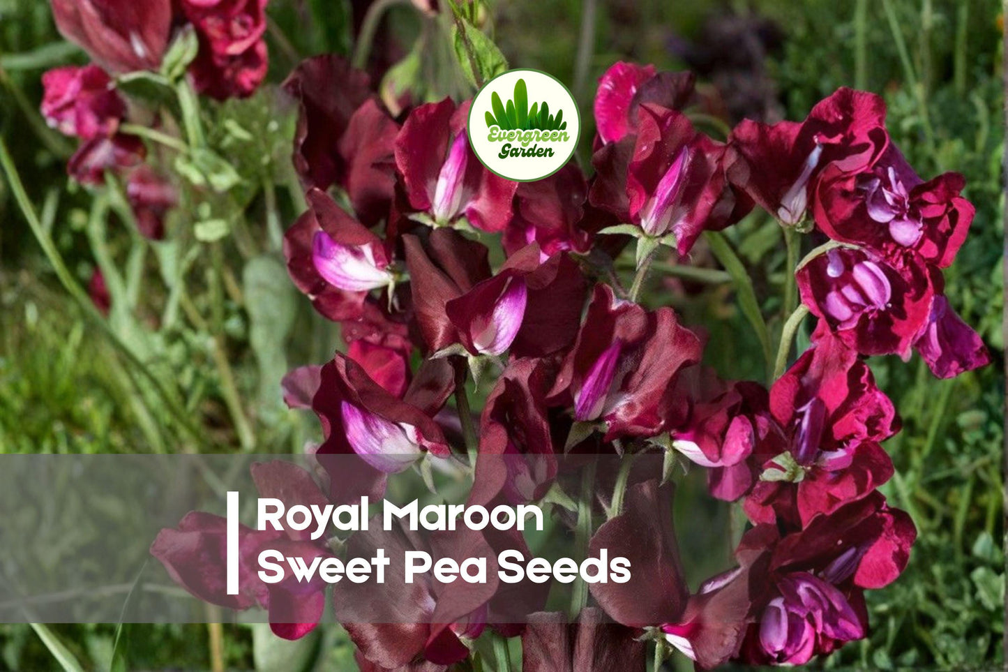 Royal Maroon Sweet Pea Seeds – Climbing Flowering Annual, Deep Maroon Blooms, Fragrant, Lathyrus odoratus, for Trellises & Cut Flowers