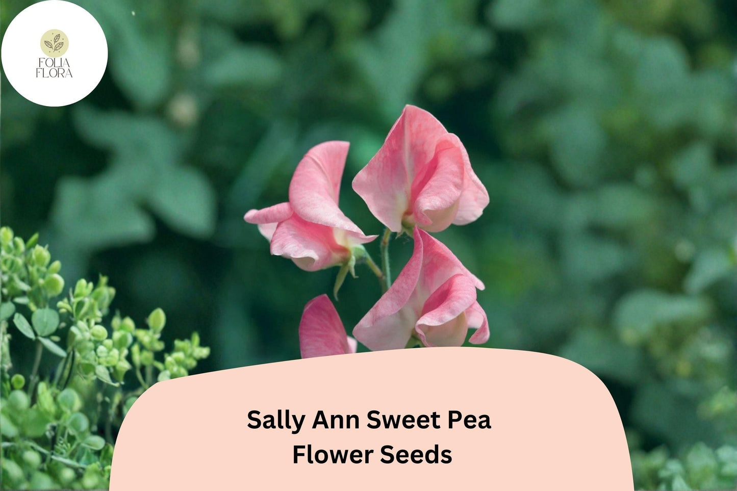 50+ Sally Ann Sweet Pea Seeds | Climbing Pink and Cream Flowers | Lathyrus odoratus ‘Sally Ann’