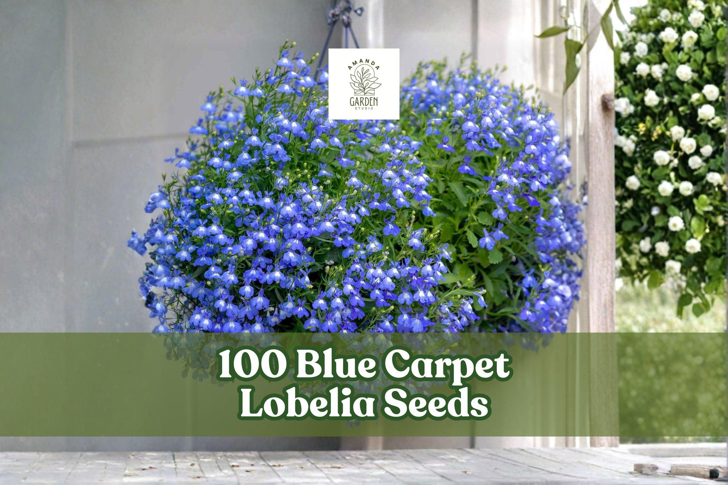 Blue Carpet Lobelia Seeds - Lobelia erinus, Bright Blue, Annual Flower for Containers, Ground Cover & Edging