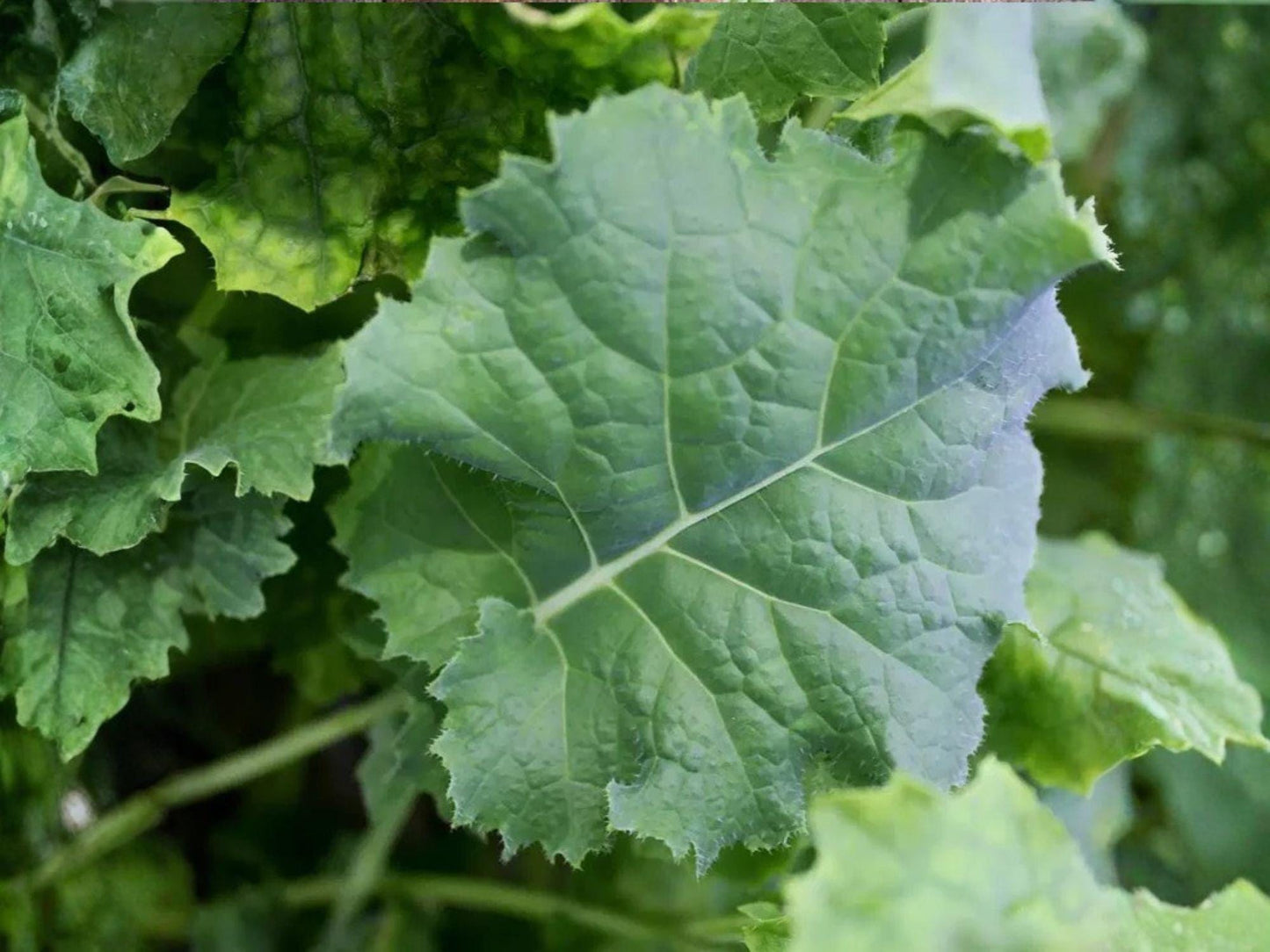 Dwarf Siberian Kale Vegetable Seeds – 500 Blue-Green Leafy Brassica Oleracea for Garden & Container Growing