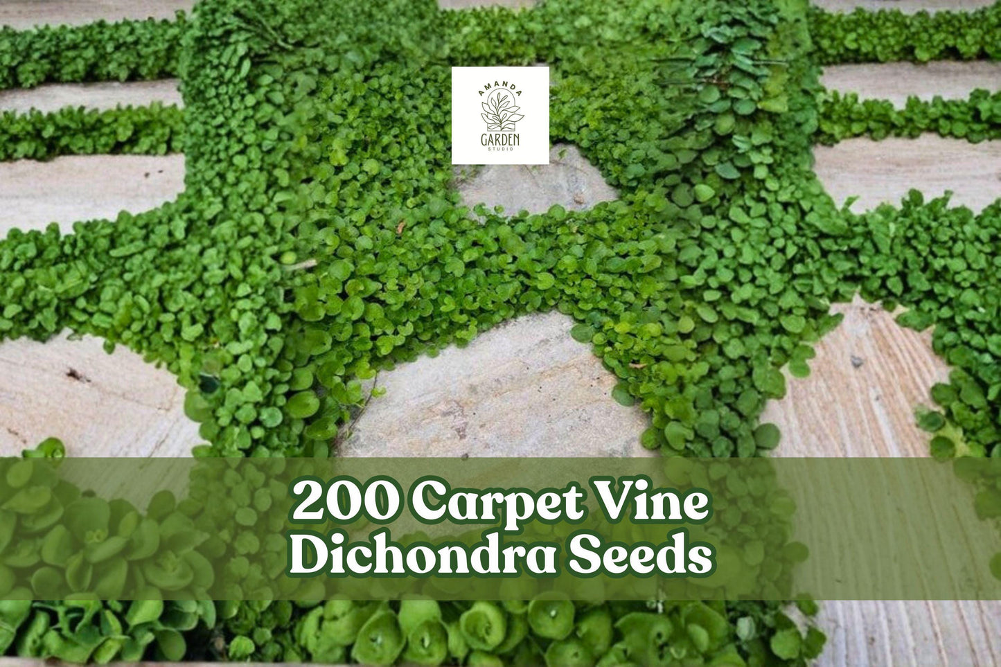 200 Carpet Vine Dichondra Seeds for Ground Cover, Garden, Landscape, Dichondra spp.