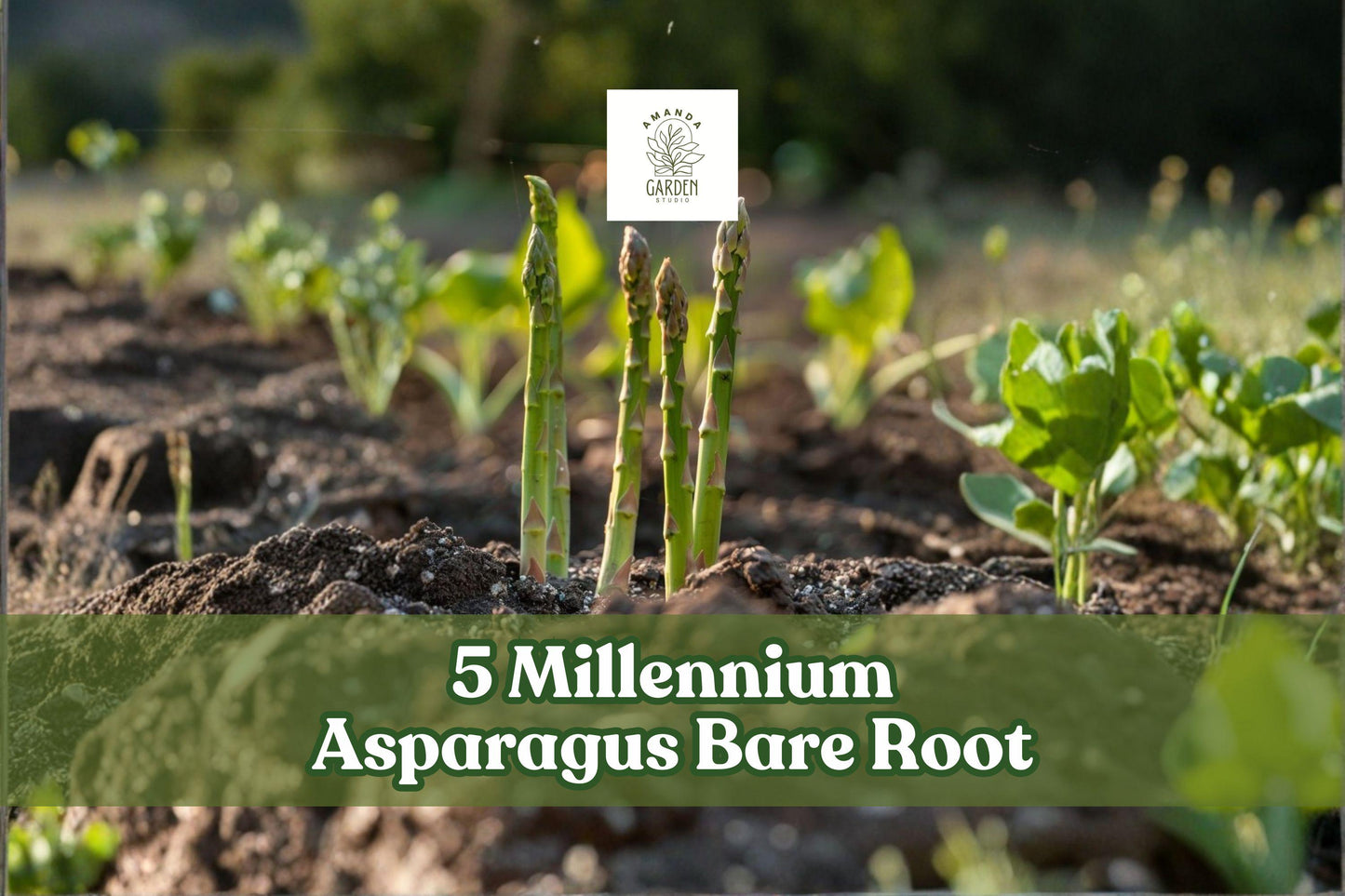 Millennium Asparagus Bare Root Crowns – 5 Live 2-Year Vegetable Plants for Outdoor Garden Planting