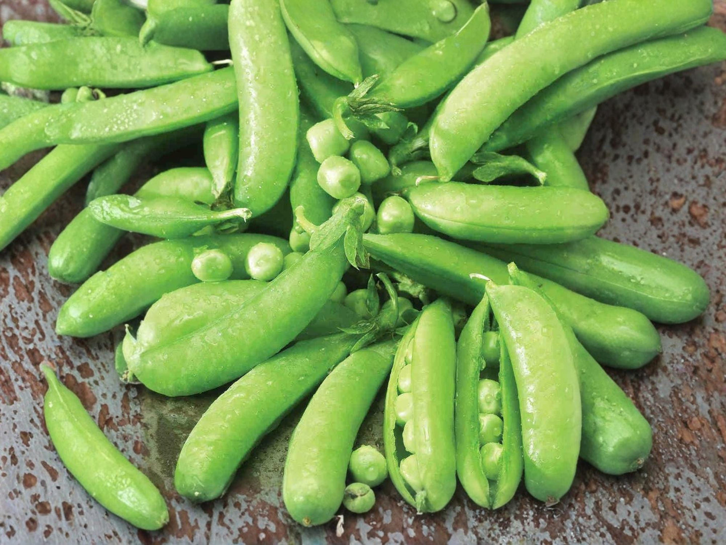 Sugar Snap Pea Seeds – Edible Pod, Sweet Garden Vegetable, Pisum sativum, 50 Non-GMO, High Yield, Cool Weather Crop