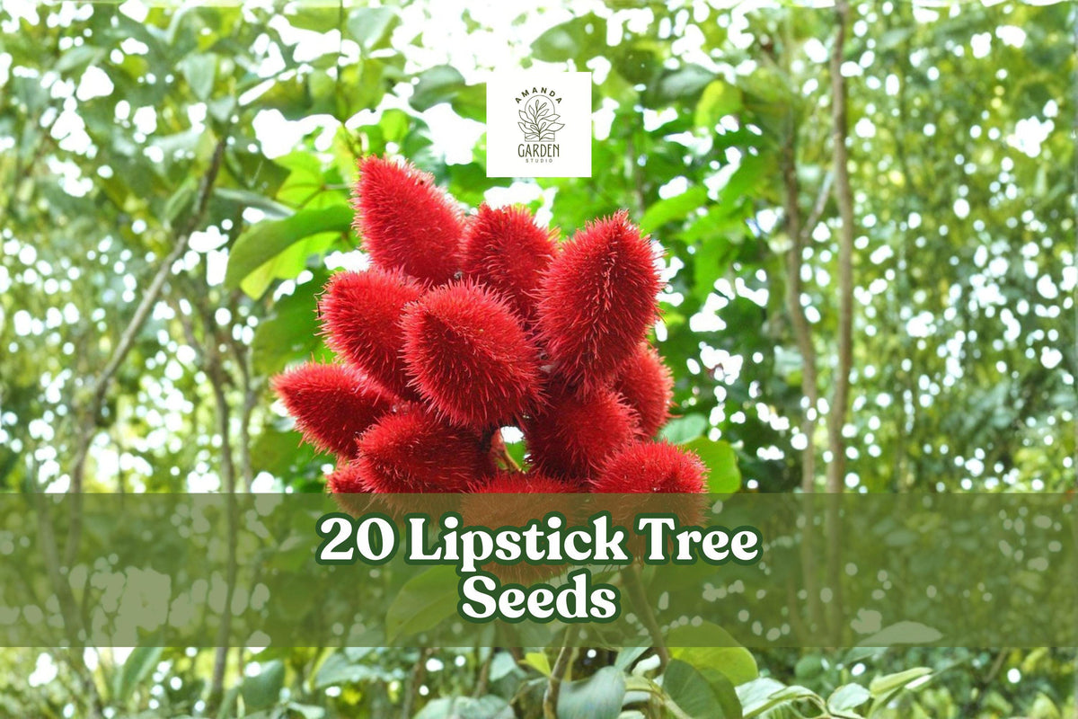 20 Lipstick Tree Seeds for Planting Bixa orellana Tropical Ornamental Tree Seeds