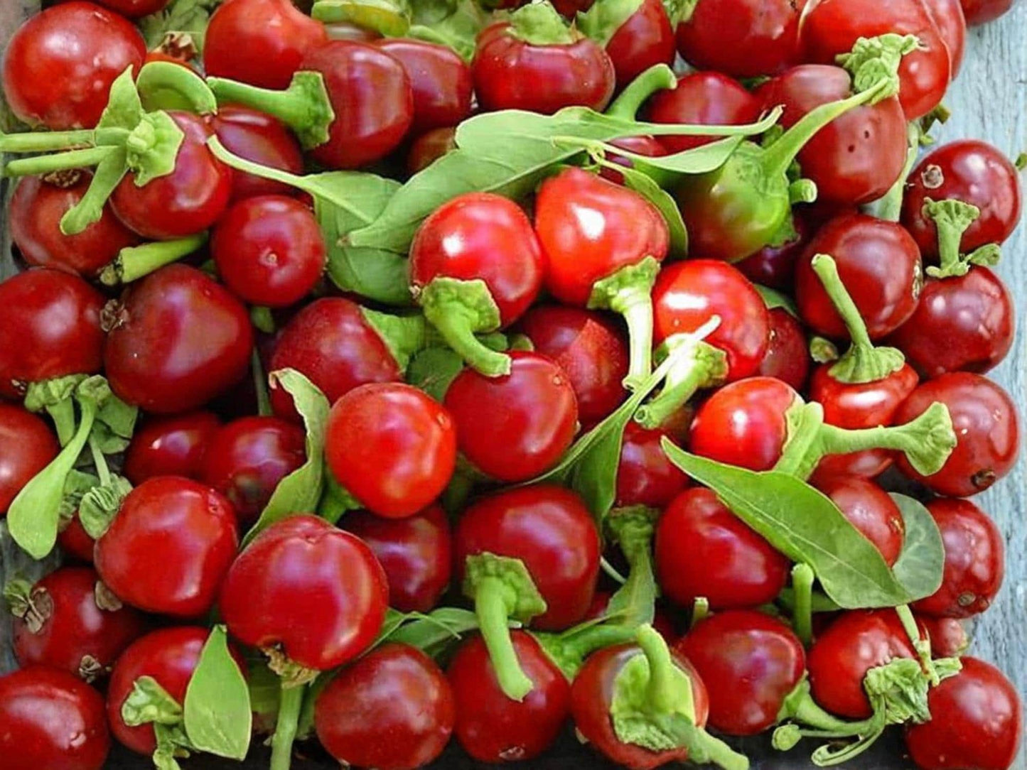 Large Cherry Hot Pepper Seeds – Heirloom Non-GMO Round Red Chili Vegetable, Spicy Hot Pepper for Garden, Container, and Pickling