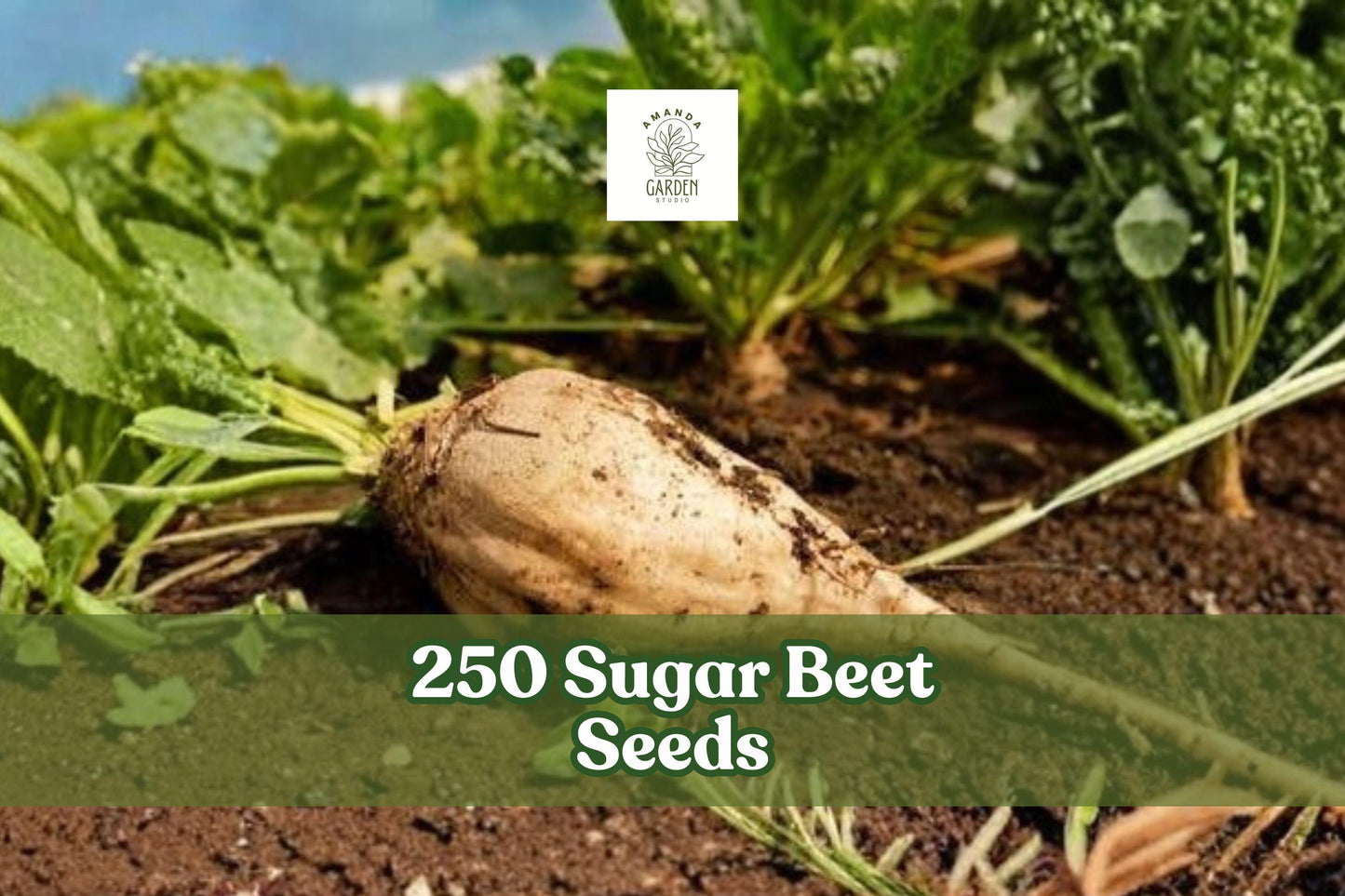 250 Sugar Beet Seeds for Planting | Beta vulgaris Root Vegetable Seeds for Garden Beds & Outdoor Growing