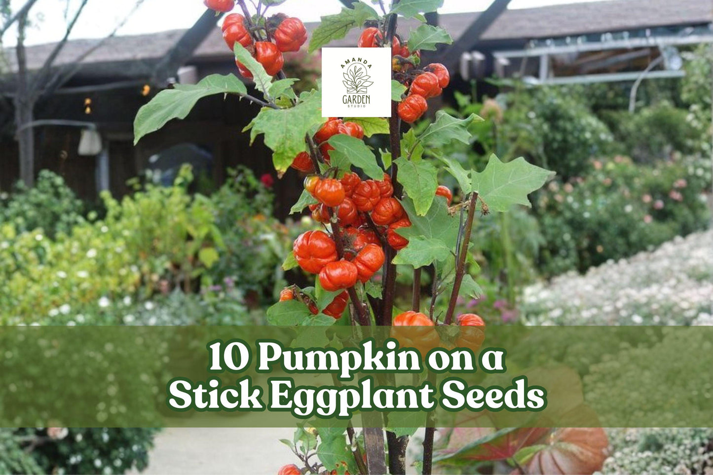 Pumpkin on a Stick Eggplant Seeds – Ornamental Solanum integrifolium with Pumpkin-Shaped Fruits, 10 Seeds