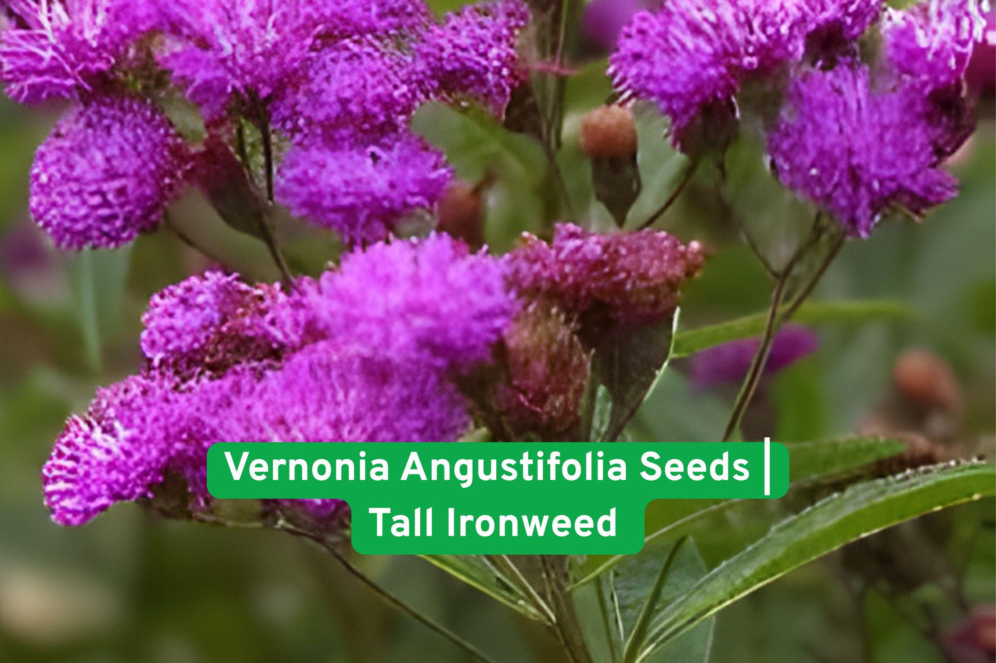 Tall Ironweed seeds, native wildflower seeds, purple perennial seeds, pollinator garden seeds, prairie flower seeds, meadow plant seeds, native perennial seeds, wildflower seed packet, tall flowering plant, bee-friendly seeds, butterfly attractant, summer bloom seeds, restoration plant seeds