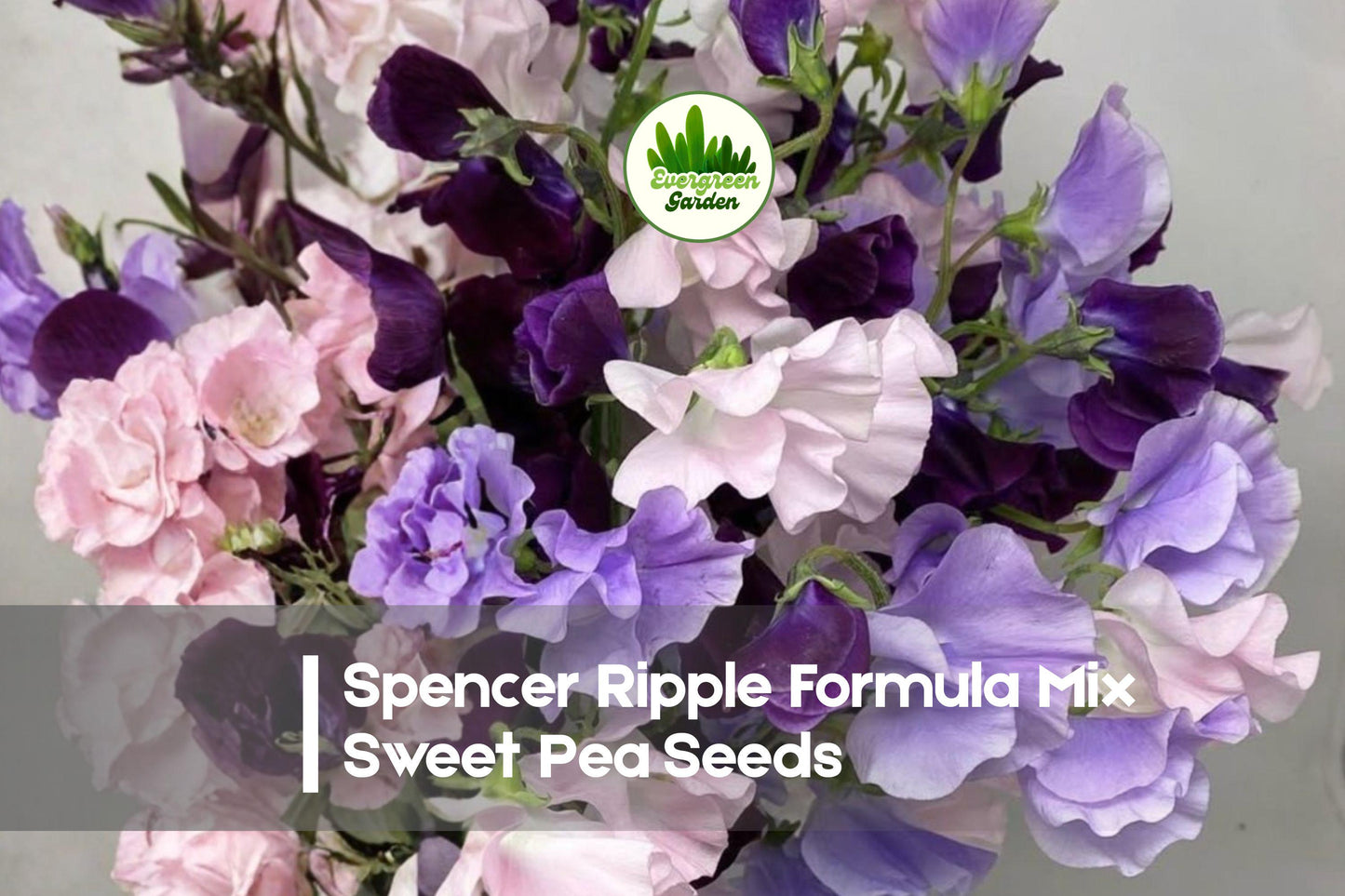 Sweet Pea Seeds, Spencer Ripple Formula Mix, Climbing Flowering Annual, Lathyrus odoratus, Pastel & Deep Tones