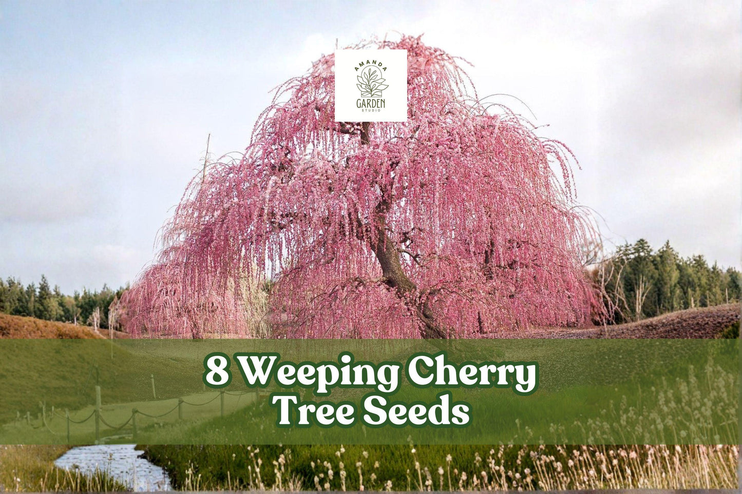 Weeping Cherry Tree Seeds, Flowering Ornamental Prunus sp., for Bonsai & Garden Planting, 8 Seeds