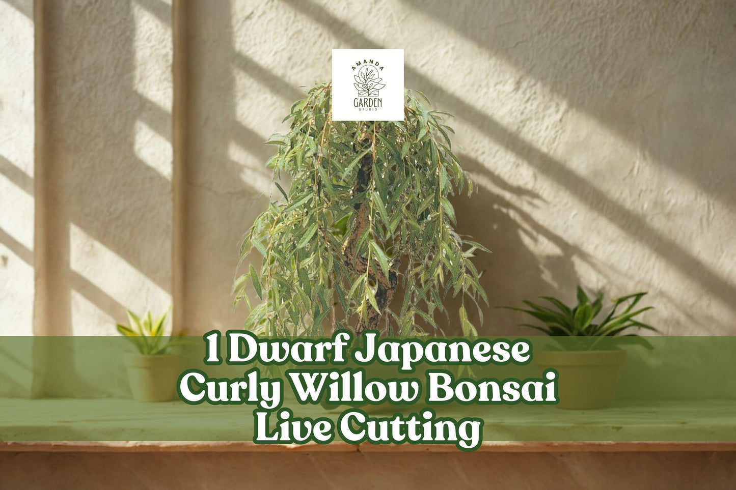Dwarf Japanese Curly Willow Bonsai Live Cutting - Salix sp. Ornamental Tree for Container or Outdoor Planting