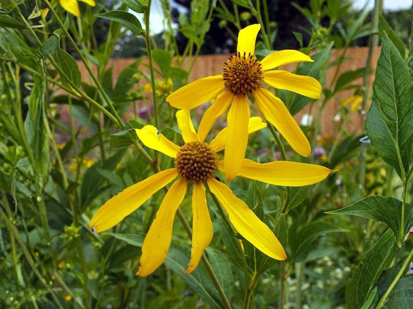Rudbeckia laciniata ‘Ampla’ Seeds – Cutleaf Coneflower Native Perennial Wildflower for Pollinators, 50 Seeds