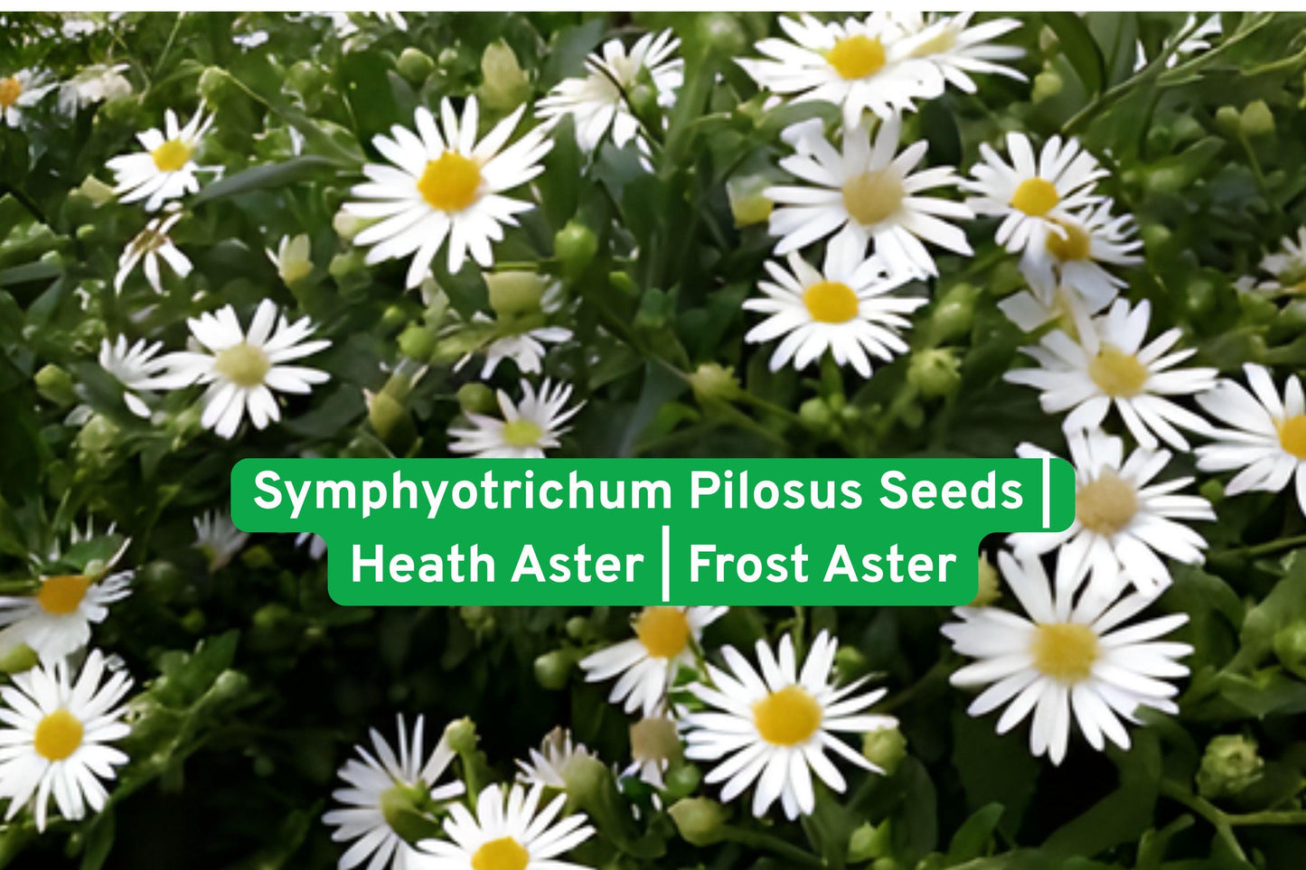 heath aster seeds, frost aster wildflower, native perennial seeds, pollinator garden plants, fall blooming flowers, drought tolerant plants, meadow wildflowers, prairie garden seeds, white daisy flowers, late season pollinators, native wildflower seeds, outdoor garden plants, naturalized landscape