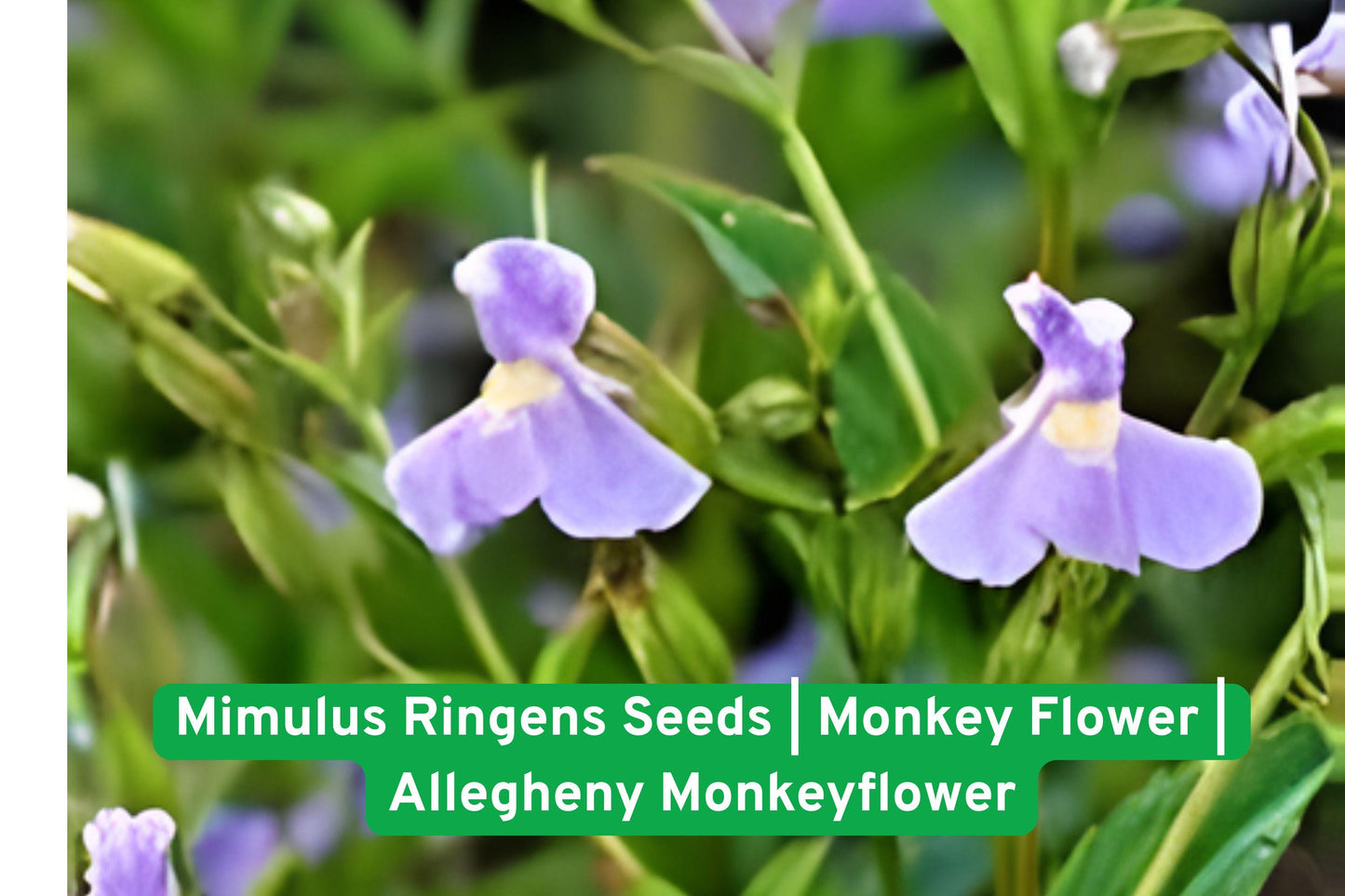 monkey flower seeds, native wildflower, pollinator attractor, rain garden plant, wet area plant, perennial flower, lavender purple blooms, native perennial seeds, pond edge plant, summer flowering, bee friendly plant, moist soil plant, wildflower seed packet