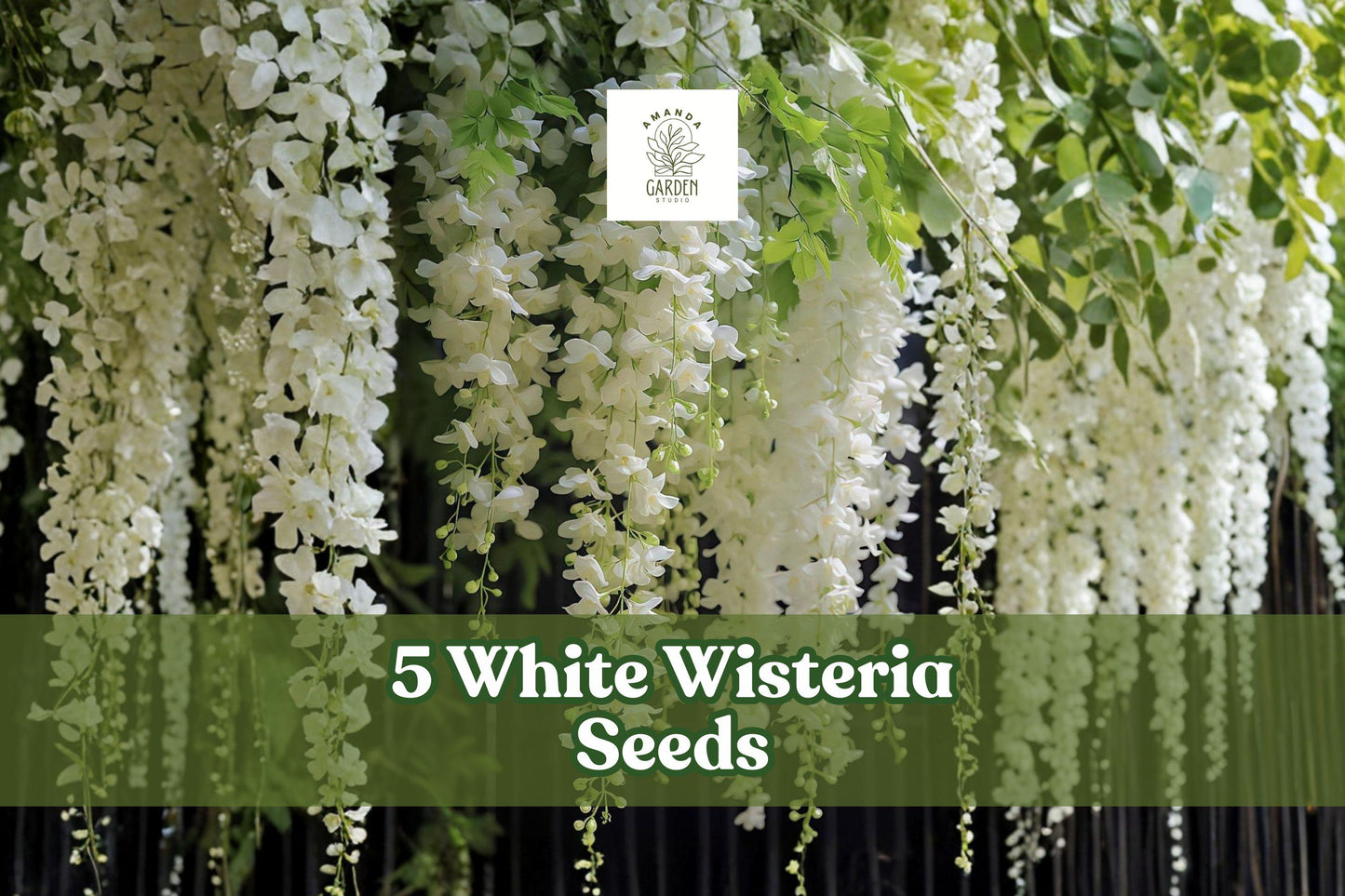 White Wisteria Seeds – Flowering Climbing Vine for Garden, Wisteria sinensis ‘Alba’, Cascading White Blooms, Outdoor Planting