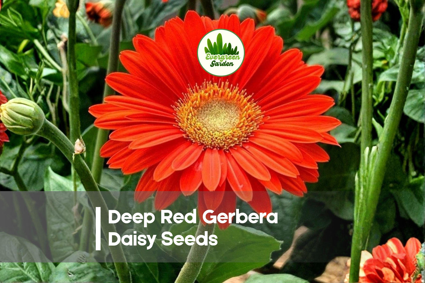 Deep Red Gerbera Daisy Seeds - Gerbera jamesonii, Vibrant Red Blooms, Perennial & Annual, Full Sun, Easy to Grow, Butterfly & Pollinator Attracting