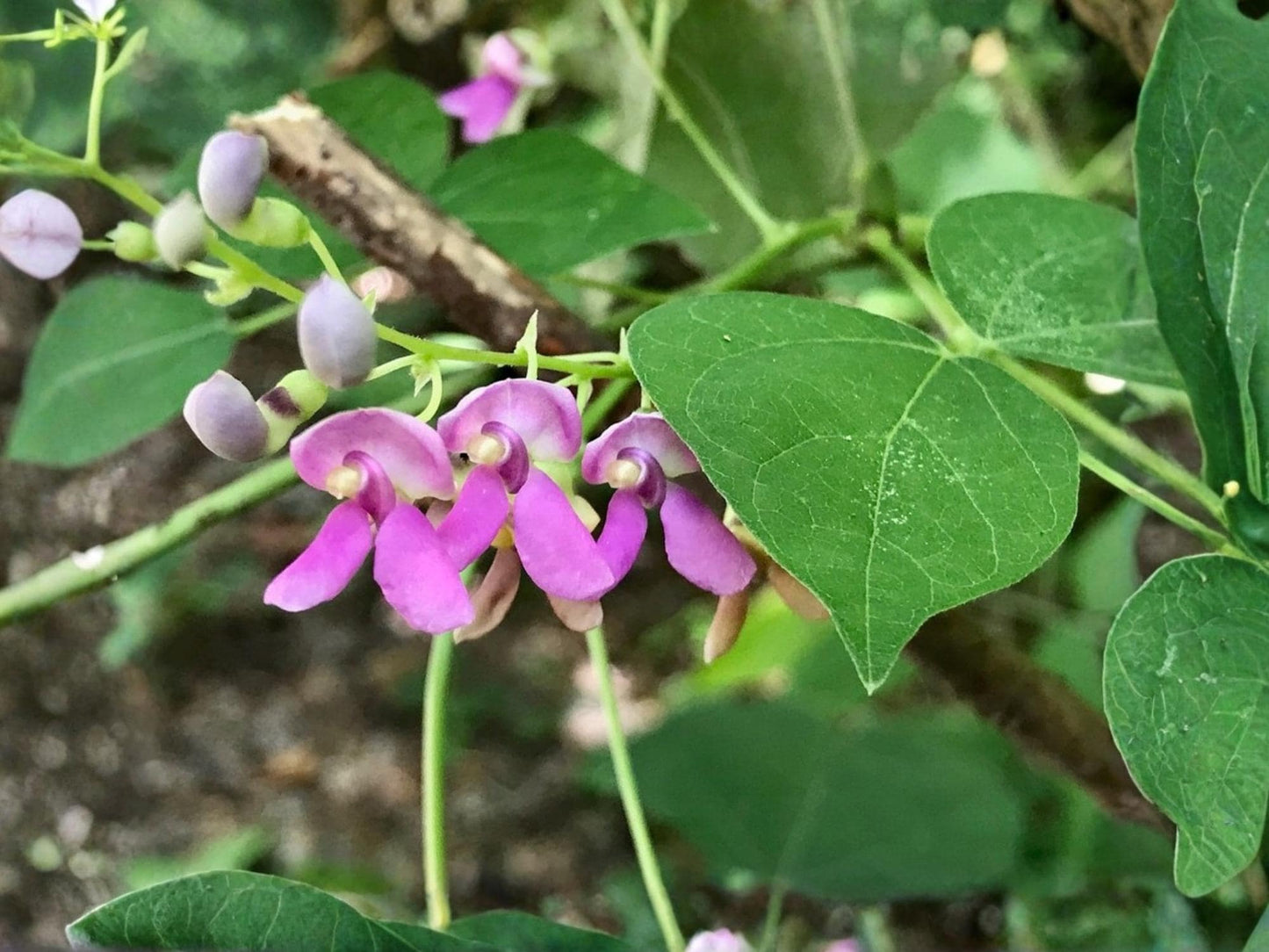Wild Kidney Bean Vine Seeds – Phaseolus polystachios Native Perennial Flowering Plant, Pollinator-Friendly, Non-GMO, 5 Seeds