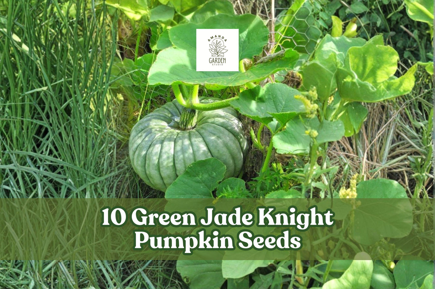 10 Green Jade Knight Pumpkin Seeds, Decorative Cucurbita maxima for Fall Garden and Ornamental Planting