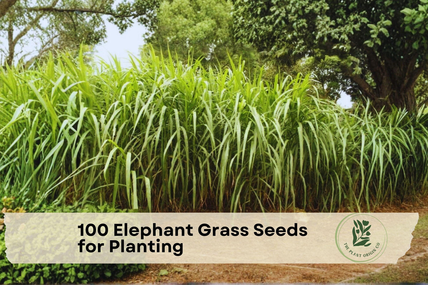 Elephant Grass Seeds for Planting | Tall Ornamental Cenchrus purpureus | Landscaping & Screening