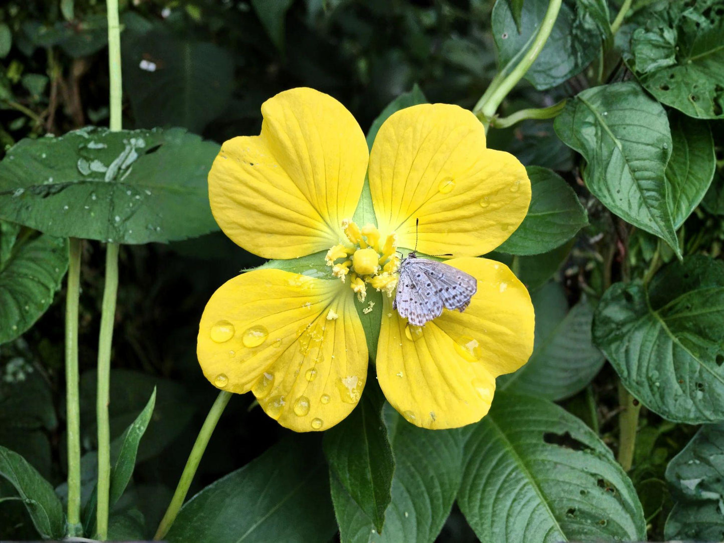 Ludwigia alternifolia Seeds – Native Wildflower for Wetlands & Rain Gardens – Pollinator Friendly – 1000 Seeds