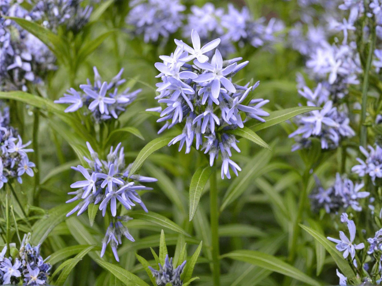 Amsonia tabernaemontana Seeds – Native Perennial with Blue Spring Flowers – Eastern Bluestar Seeds – 10 Pack