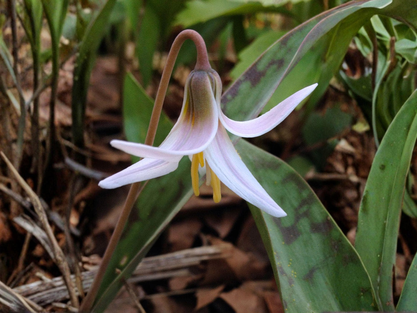 Erythronium albidum Seeds – White Trout Lily Native Woodland Wildflower – Early Spring Ephemeral – 5 Seeds