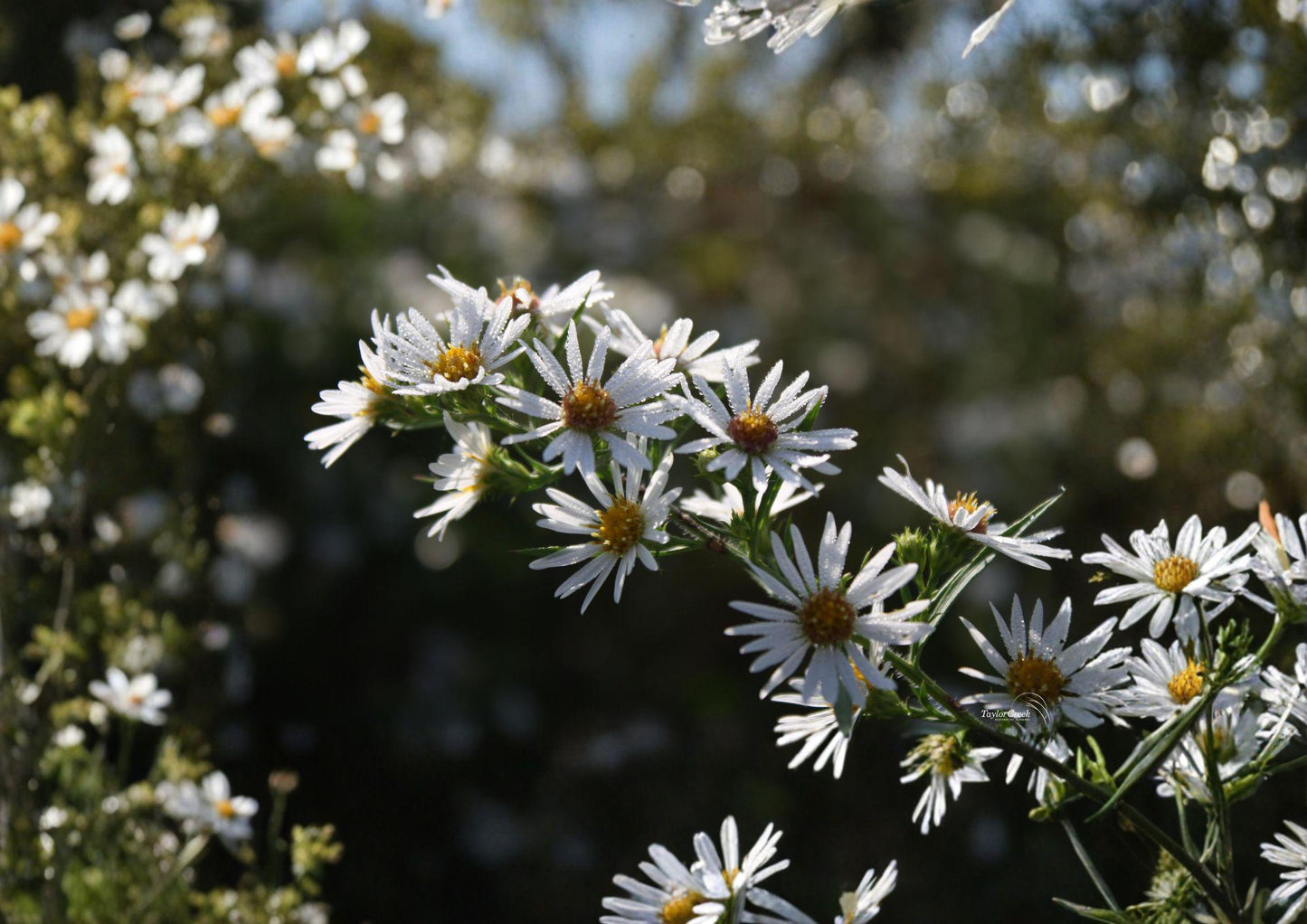 Symphyotrichum puniceum Swamp Aster Seeds – Native Wetland Perennial with Purple Flowers, Pollinator-Friendly Wildflower for Rain Gardens