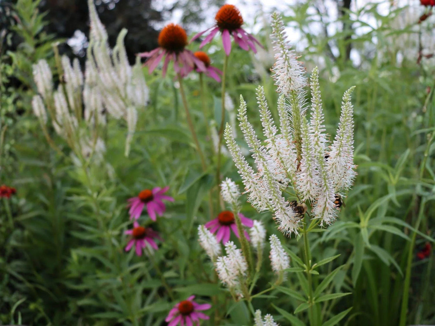 Culver's Root Seeds - White Veronicastrum Virginicum Native Wildflower, Perennial, 500 Seeds