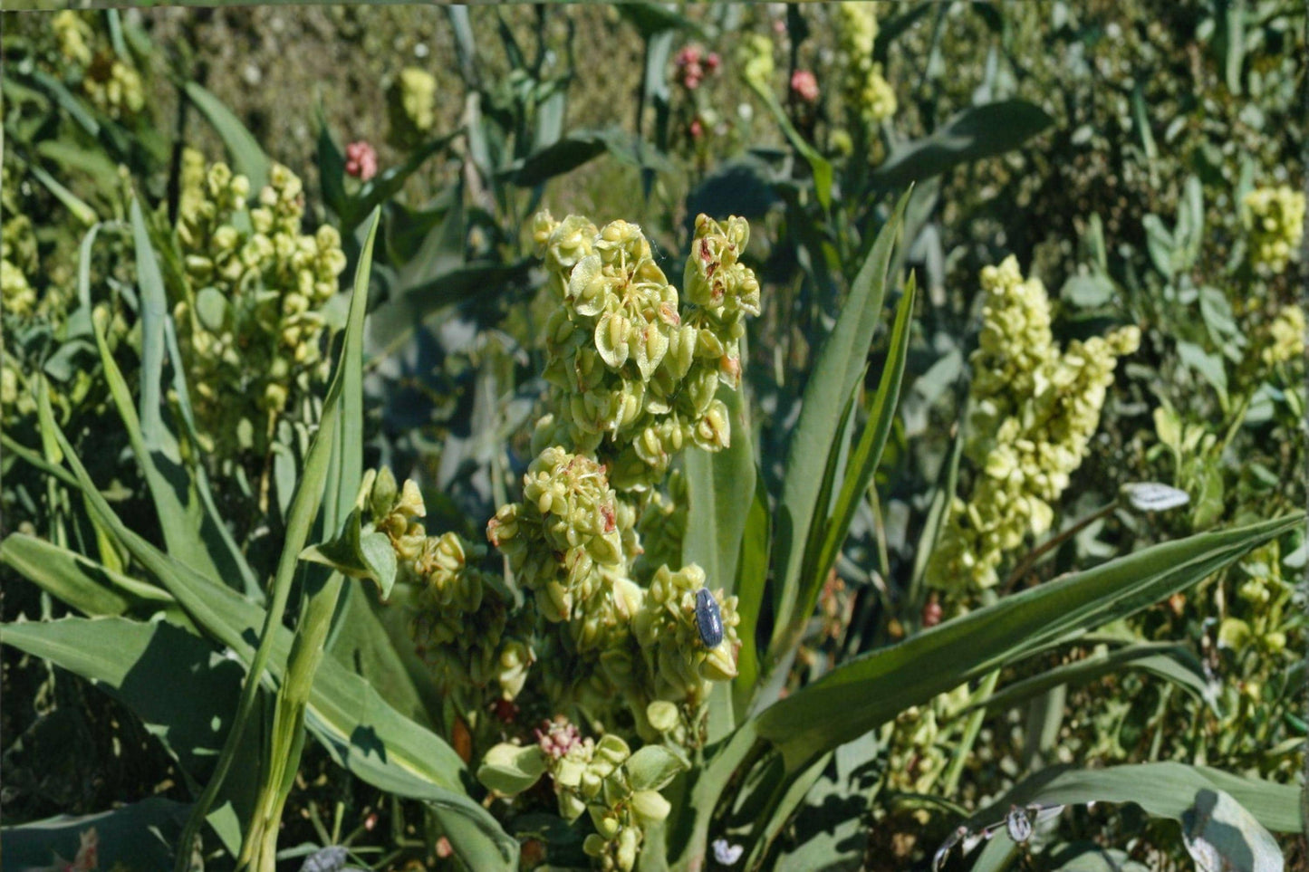 Rumex Altissimus Pale Dock Seeds – 100 Native Tall Perennial for Meadows, Wetlands & Naturalized Landscapes