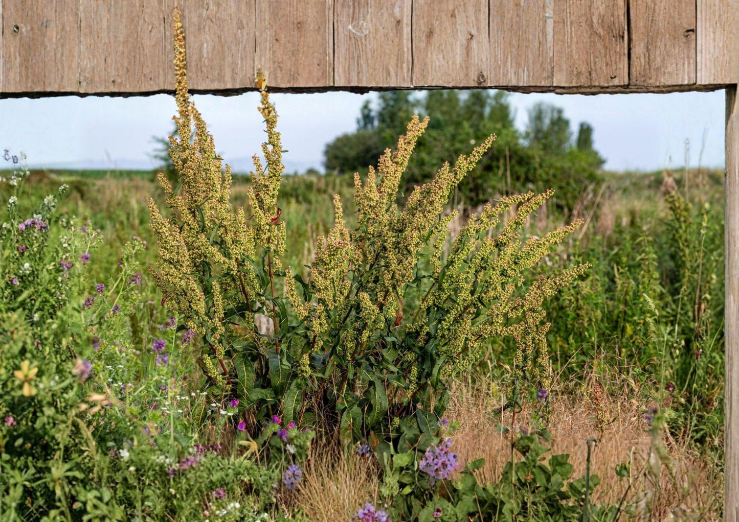 Water Dock Seeds – Native Wetland Perennial for Rain Gardens & Pond Margins – Rumex orbiculatus