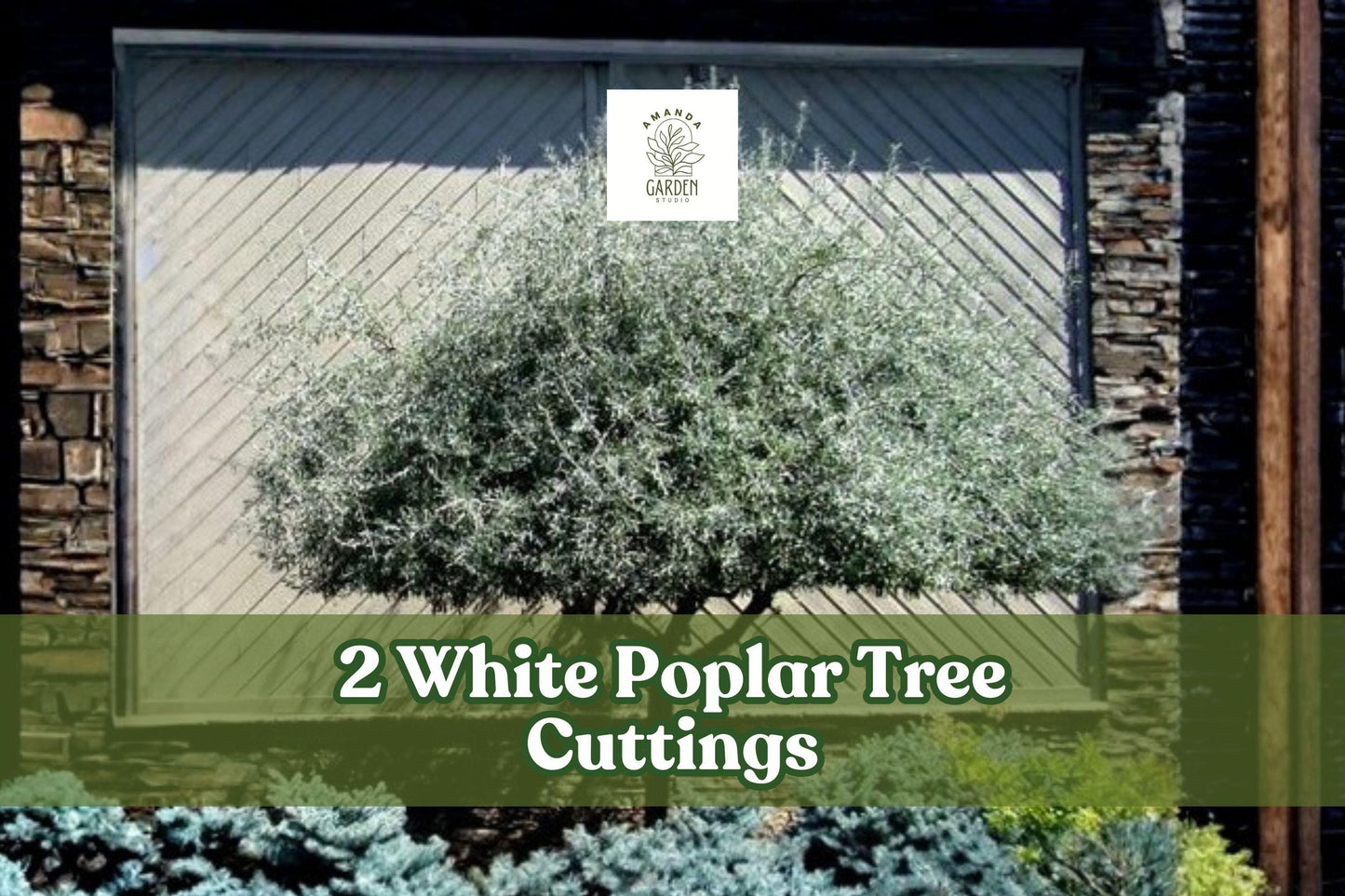 White Poplar Tree Cuttings – 2 Live Populus alba Ornamental Deciduous Trees for Landscaping