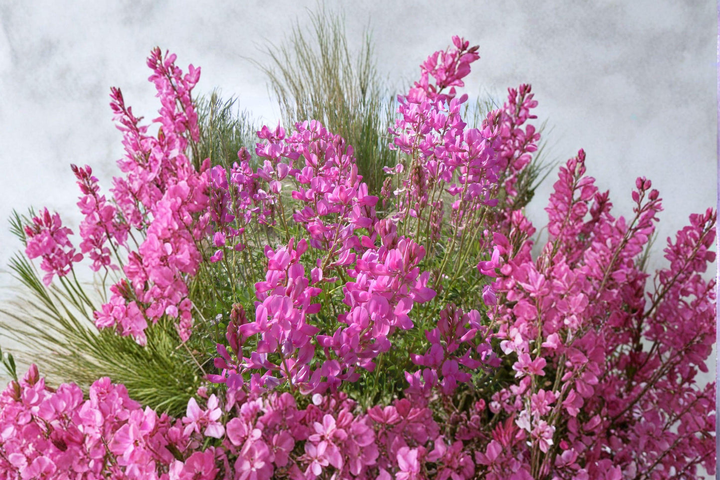 Utah Sweetvetch Seeds - 25 Hedysarum boreale Native Pollinator Wildflower for Prairie Gardens & Drought Tolerance