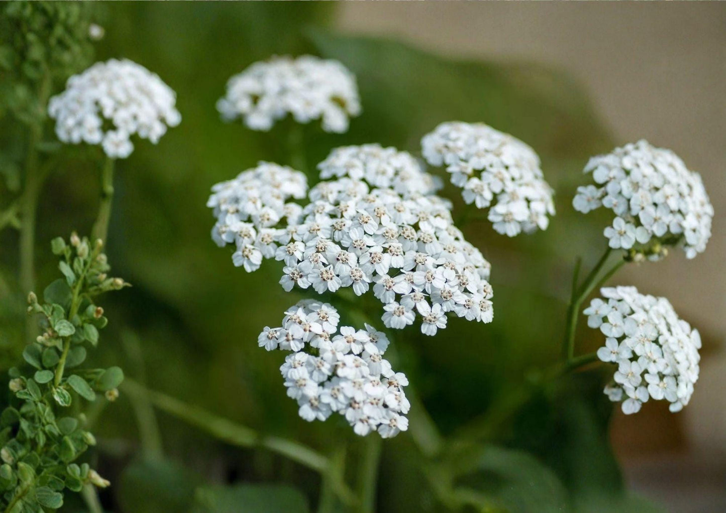 Western Yarrow Seeds – Achillea millefolium occidentalis Native White Wildflower, Drought-Tolerant Perennial, Pollinator-Friendly, 500 Seeds