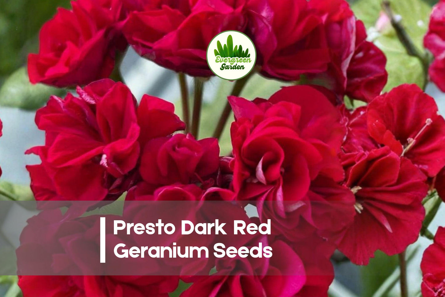 Presto Dark Red Geranium Seeds – Compact Pelargonium × hortorum, Bright Red Blooms, Easy Grow, 25 Seeds for Containers & Garden Beds