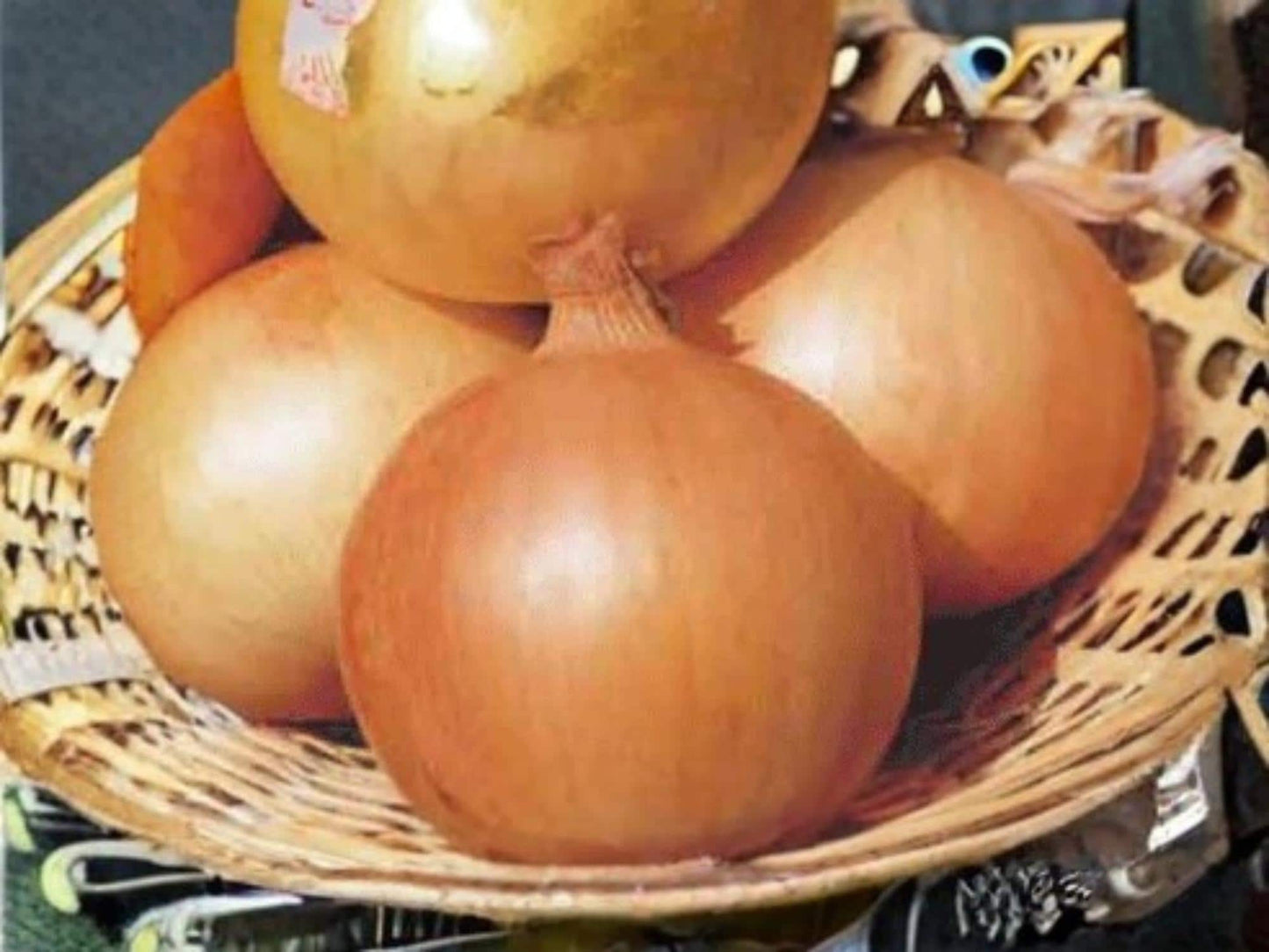 Onion Seeds – Texas Grano 502 Short-Day Yellow Heirloom – Garden Vegetable – 50 Seeds